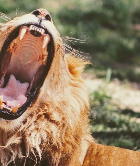 yawning lion on green grass during daytime