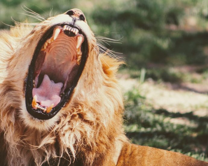 yawning lion on green grass during daytime